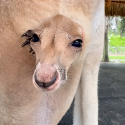 Kangaroo 1